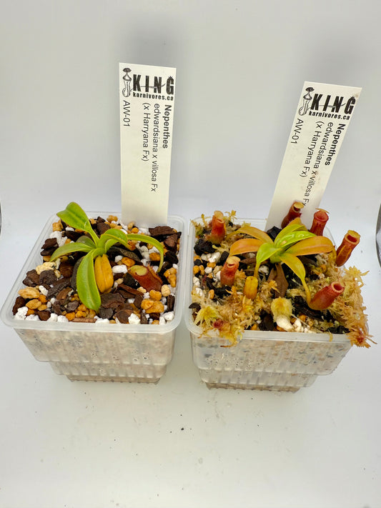 Nepenthes edwardsiana x villosa (x Harryana) (Fx)