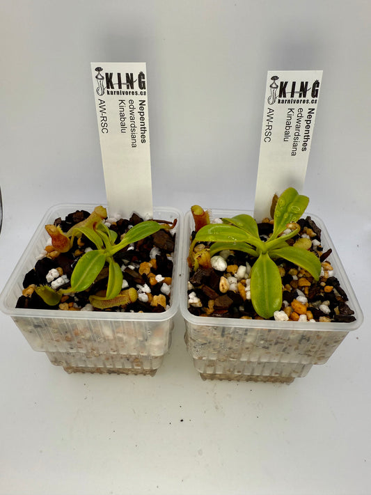 Nepenthes edwardsiana (Kinabalu)