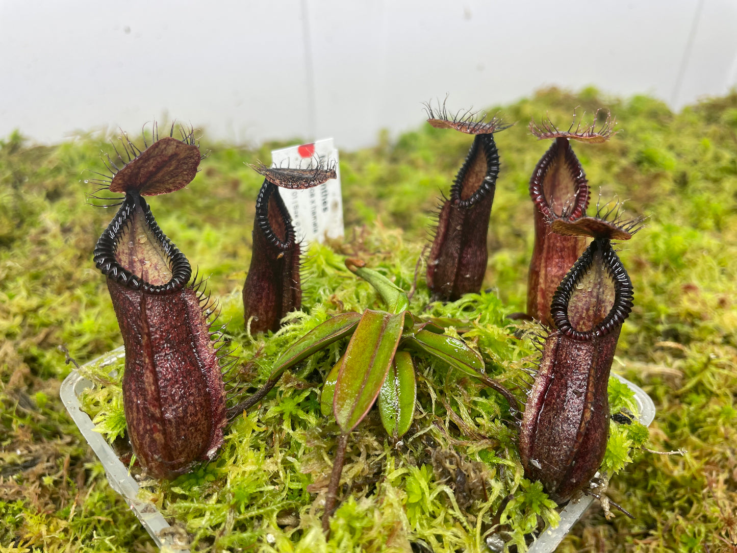 Nepenthes diabolica x hamata (x Smilodon)