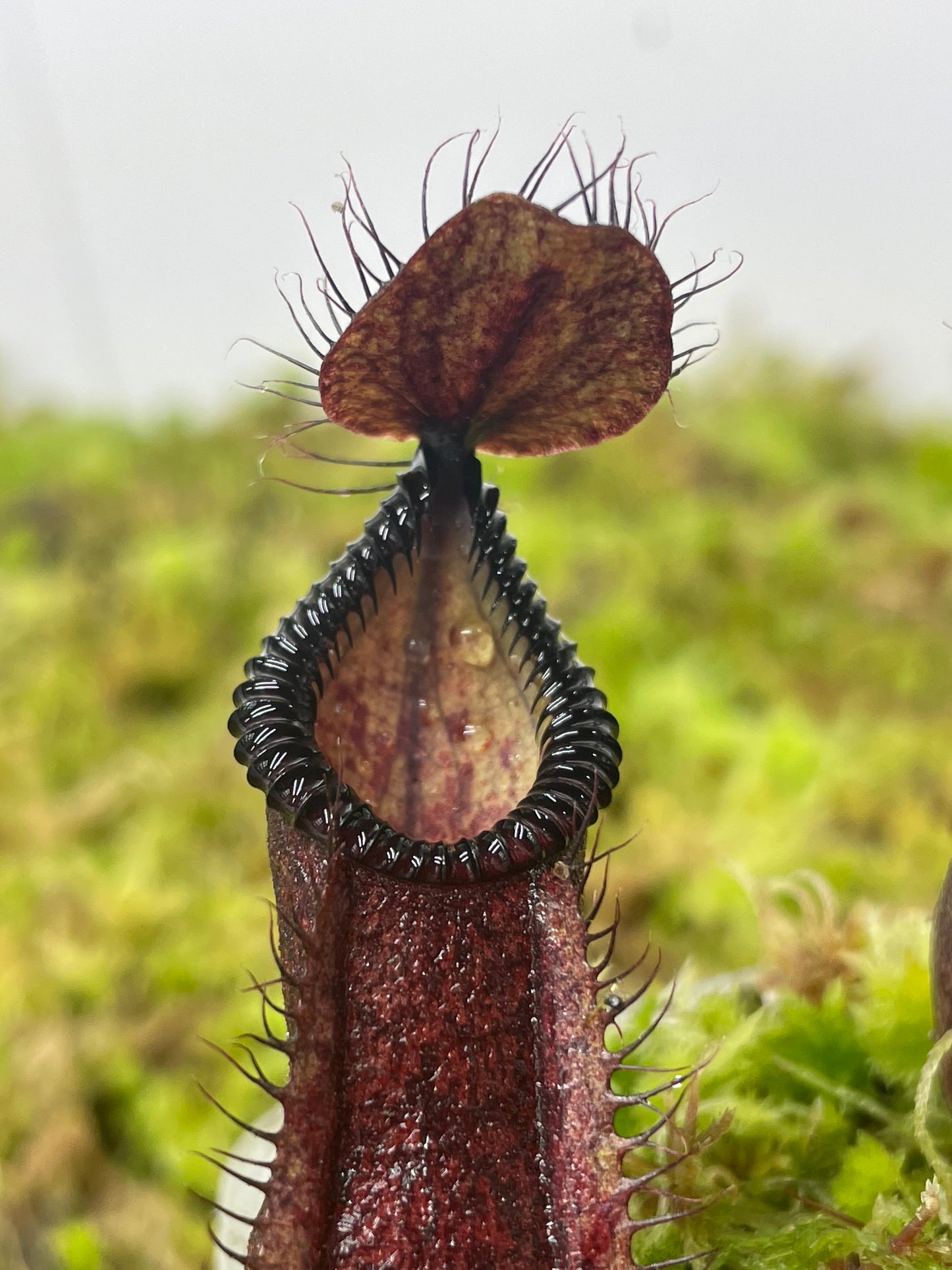 Nepenthes diabolica x hamata (x Smilodon)