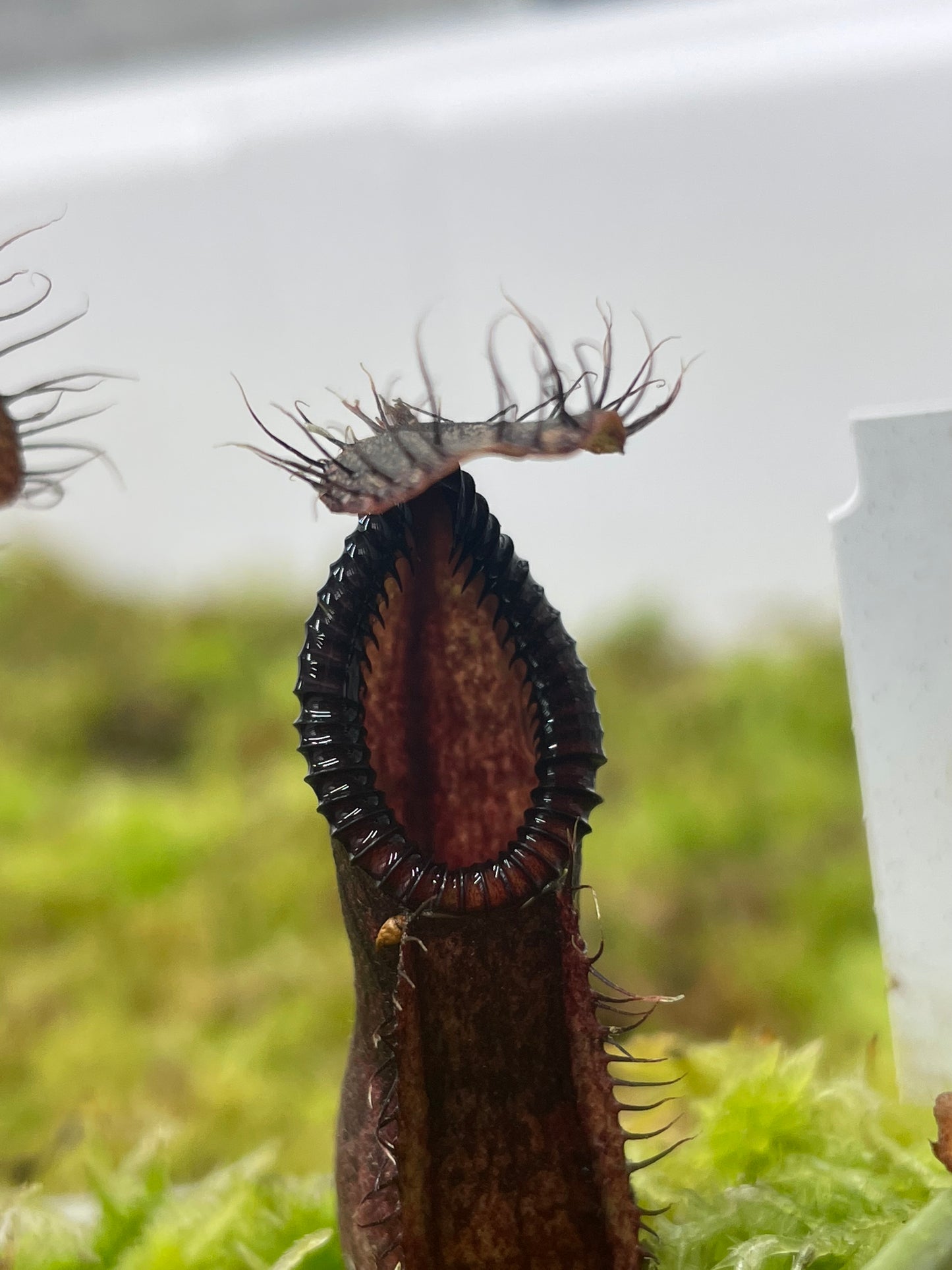 Nepenthes diabolica x hamata (x Smilodon)