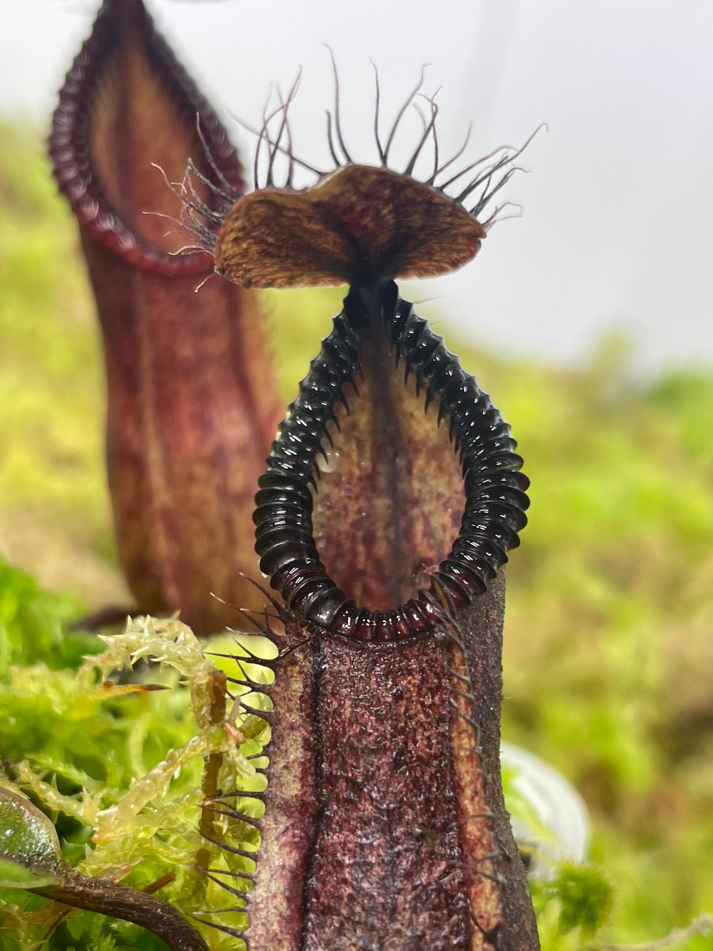 Nepenthes diabolica x hamata (x Smilodon)
