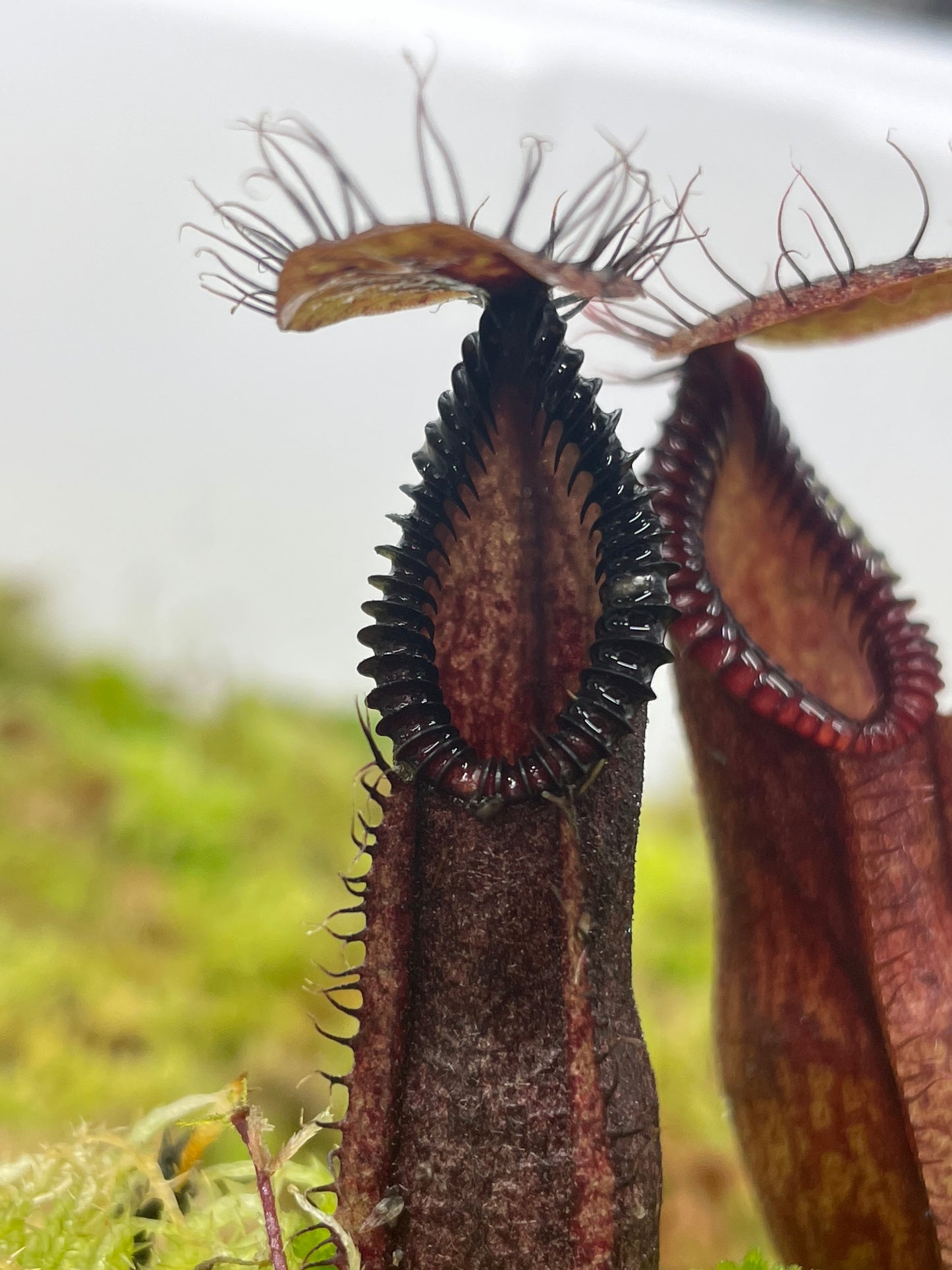 Nepenthes diabolica x hamata (x Smilodon)