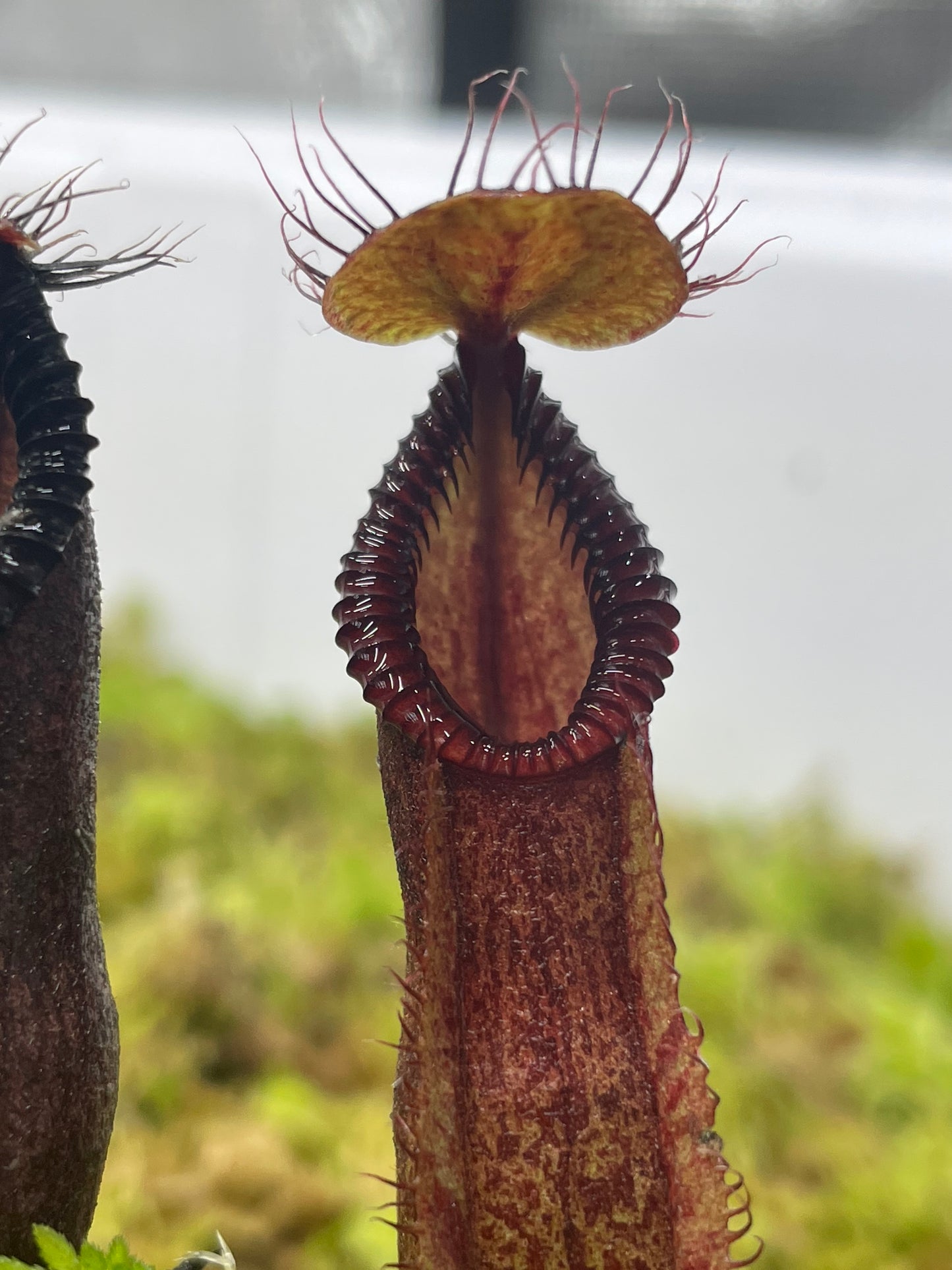 Nepenthes diabolica x hamata (x Smilodon)