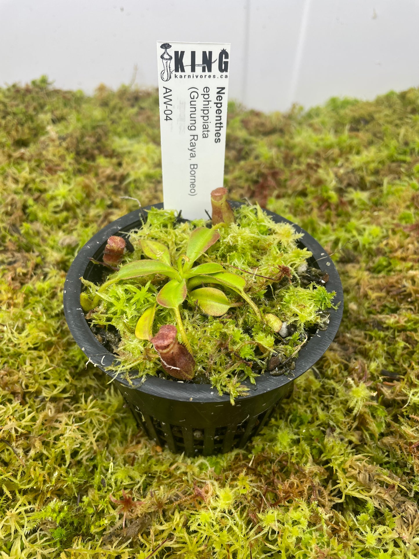 Nepenthes ephippiata (Gunung Raya, Borneo)
