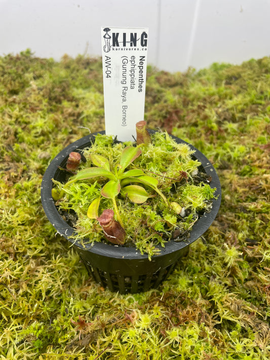 Nepenthes ephippiata (Gunung Raya, Borneo)