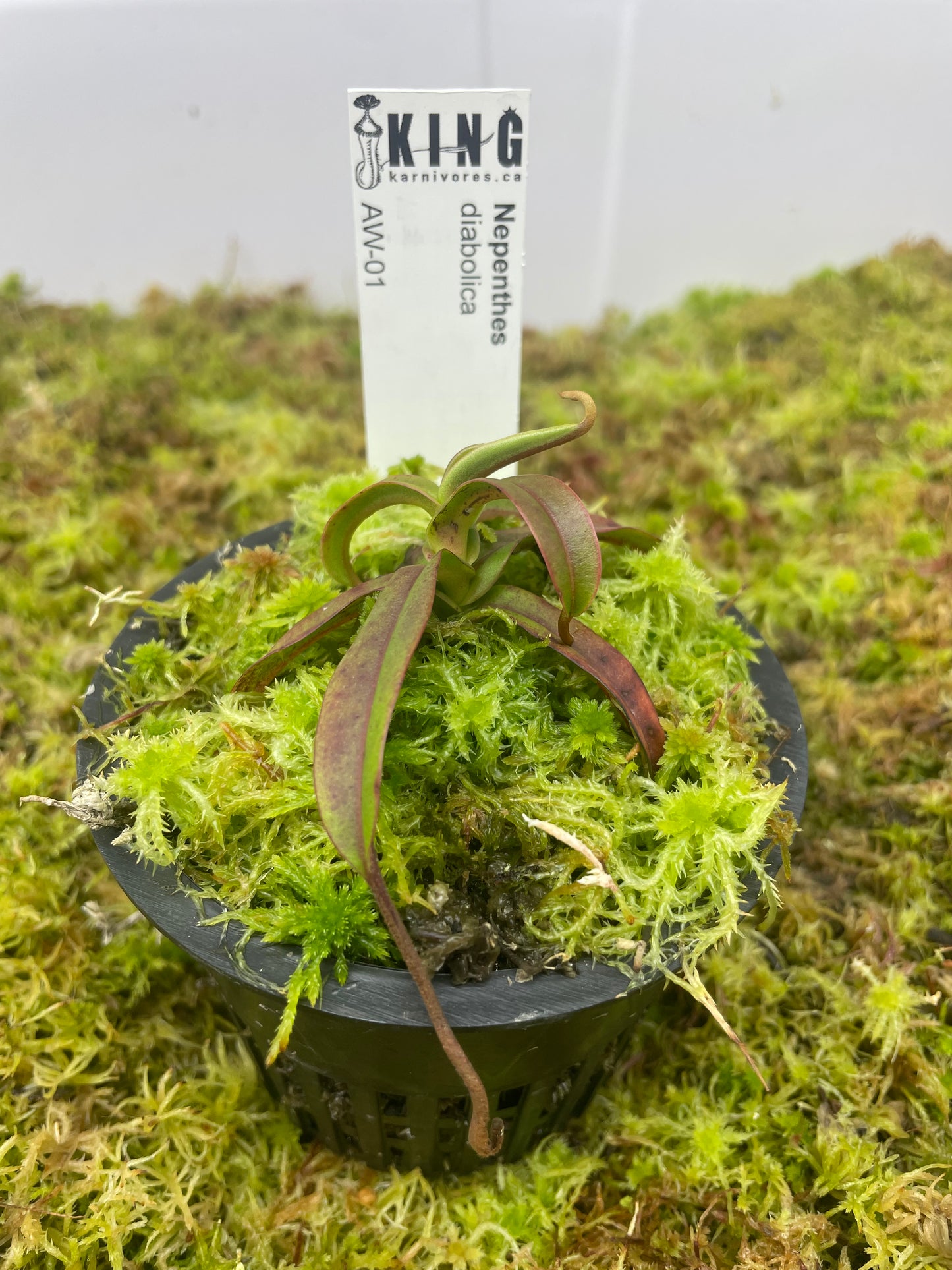 Nepenthes diabolica