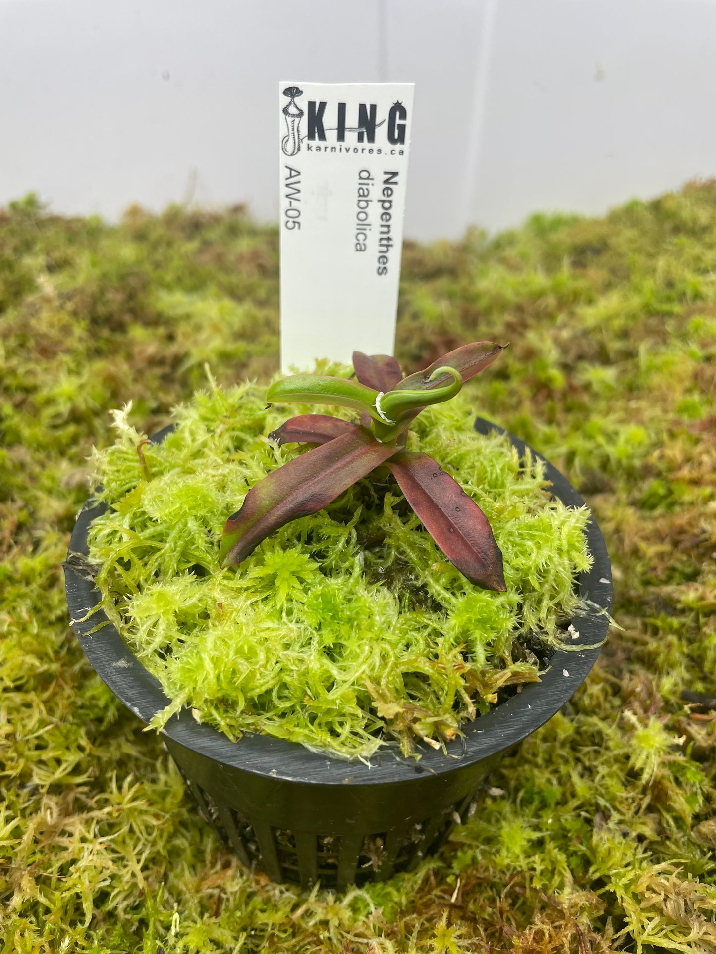 Nepenthes diabolica
