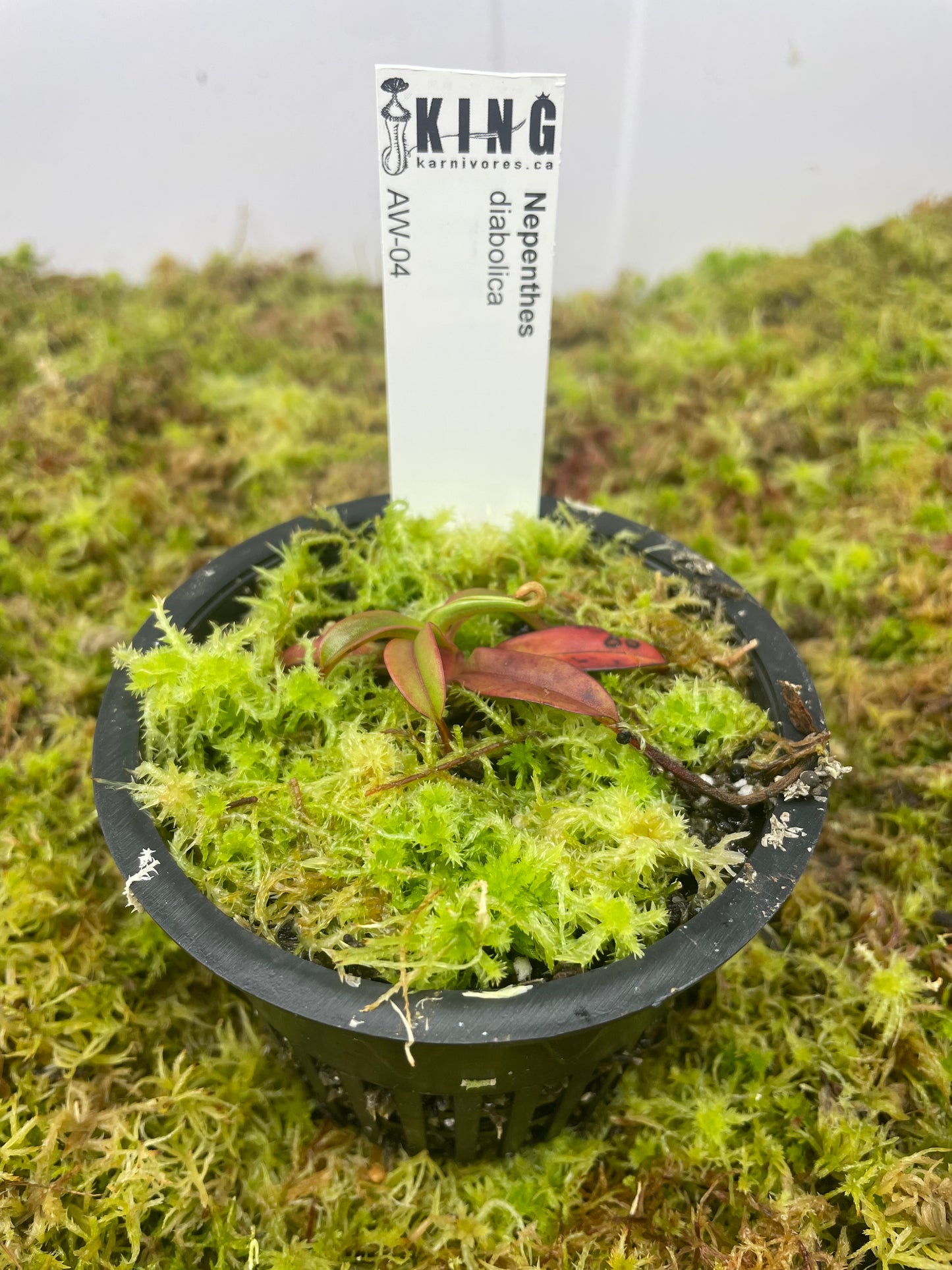 Nepenthes diabolica