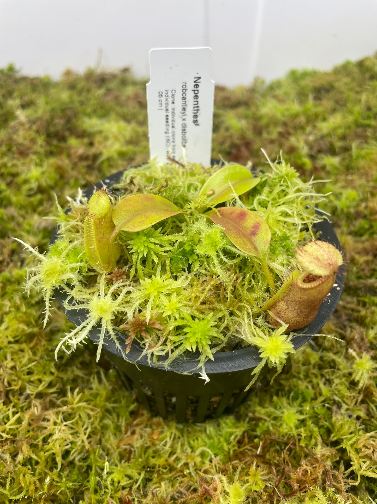 Nepenthes robcantleyi x diabolica