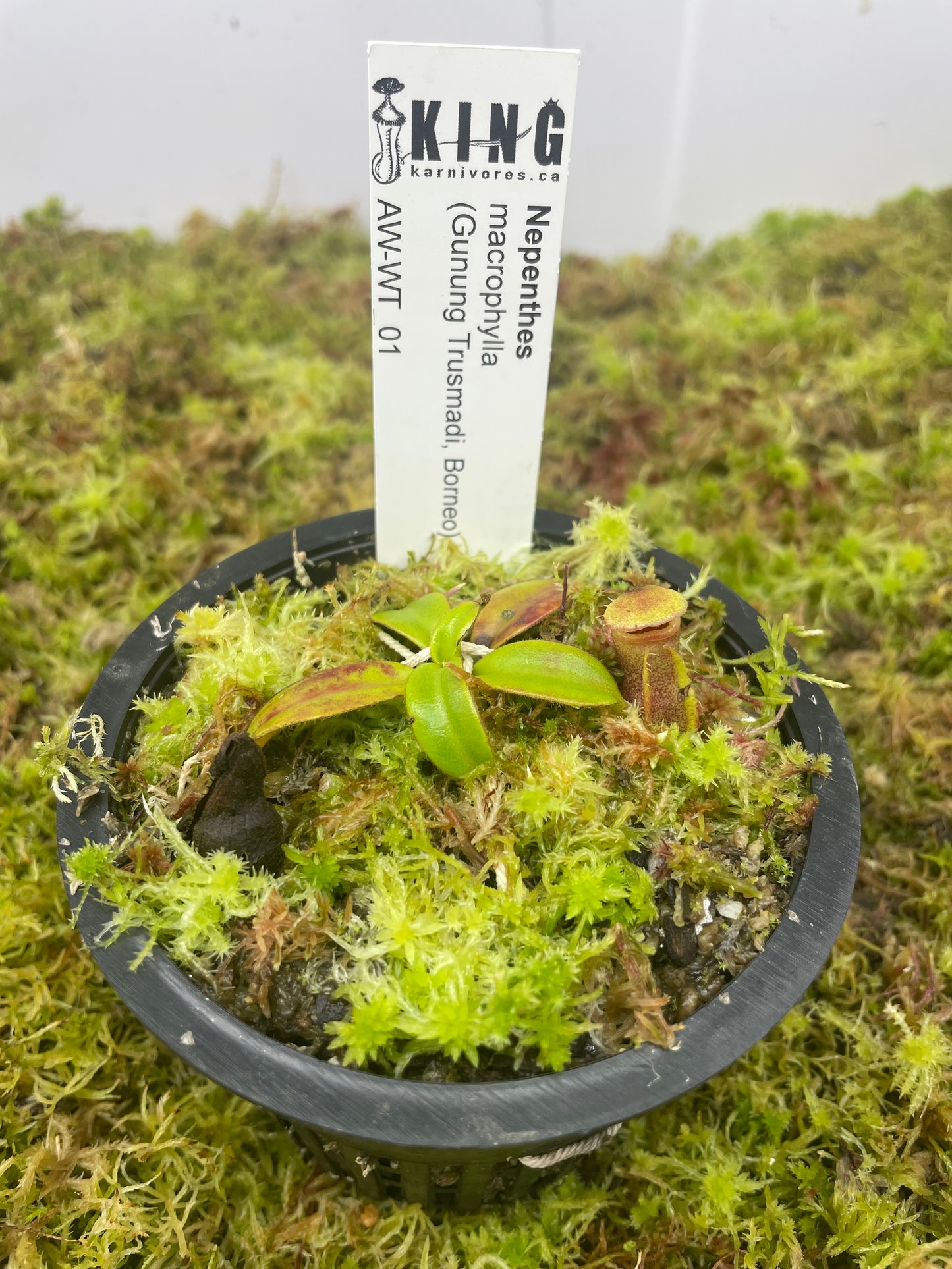 Nepenthes macrophylla (Gunung Trusmadi, Borneo)