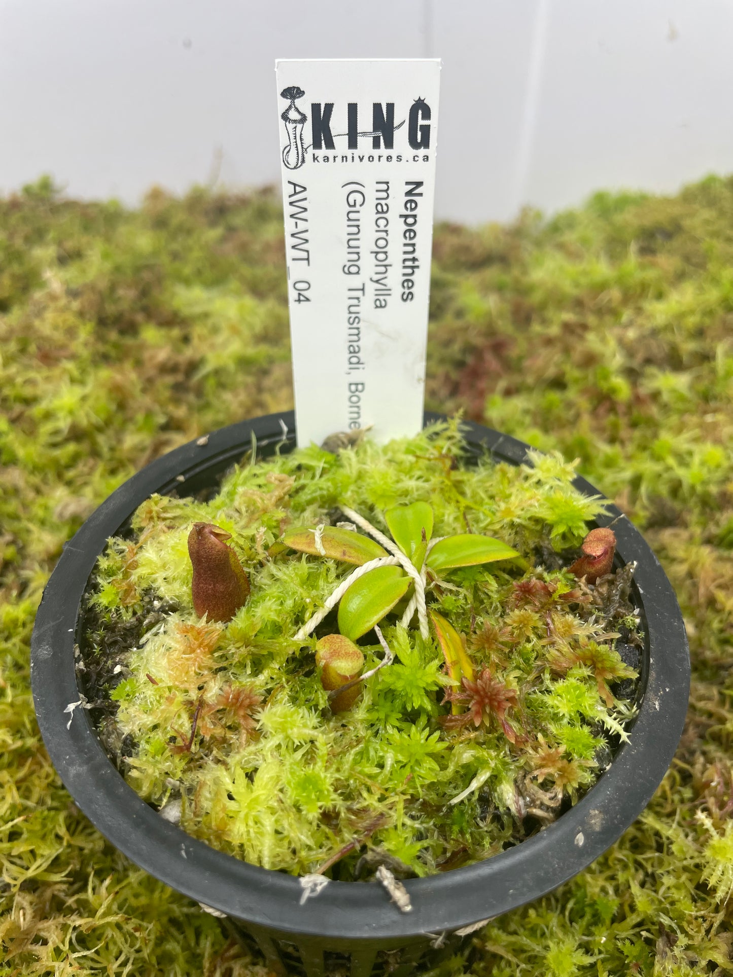 Nepenthes macrophylla (Gunung Trusmadi, Borneo)