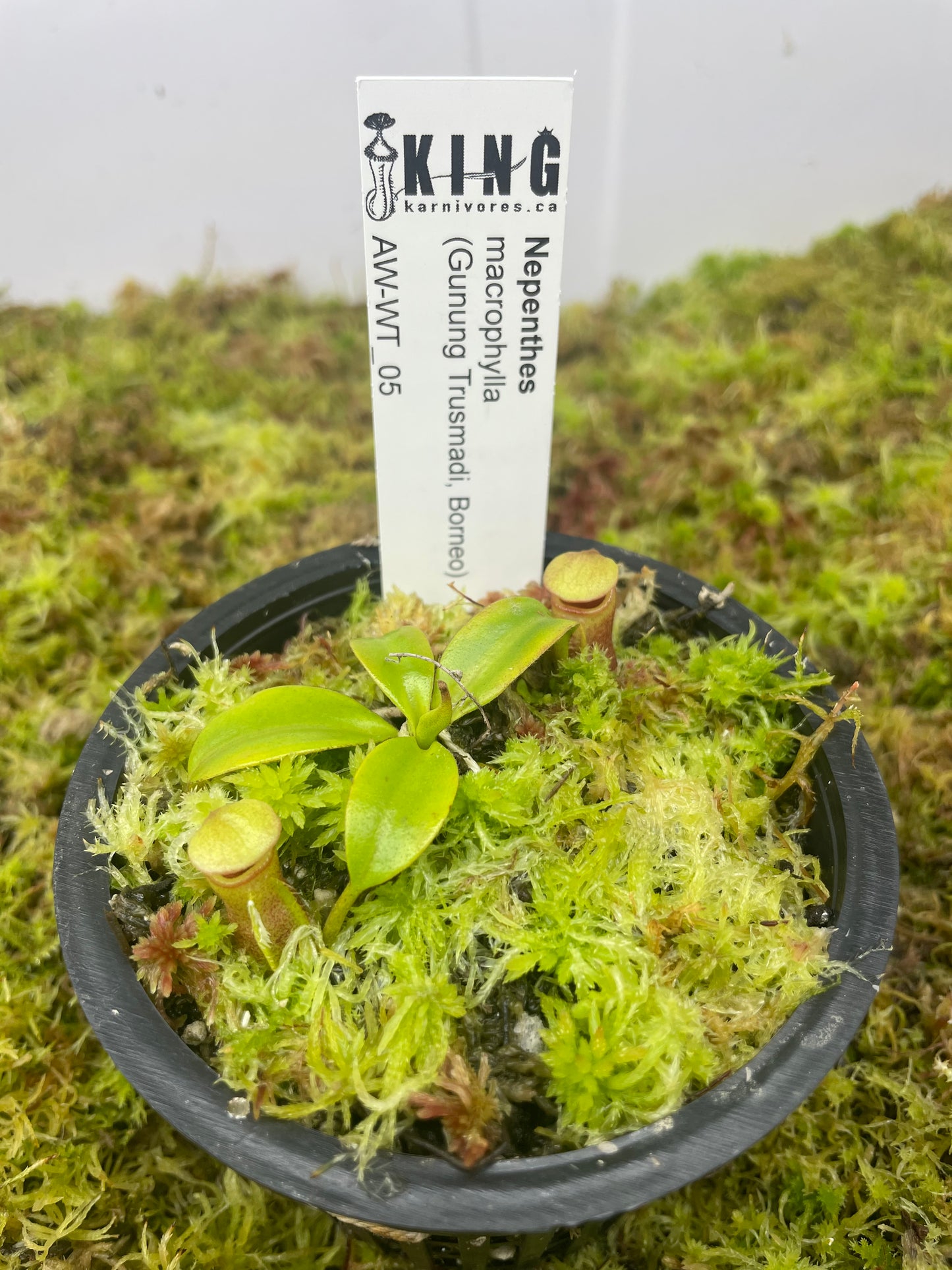 Nepenthes macrophylla (Gunung Trusmadi, Borneo)