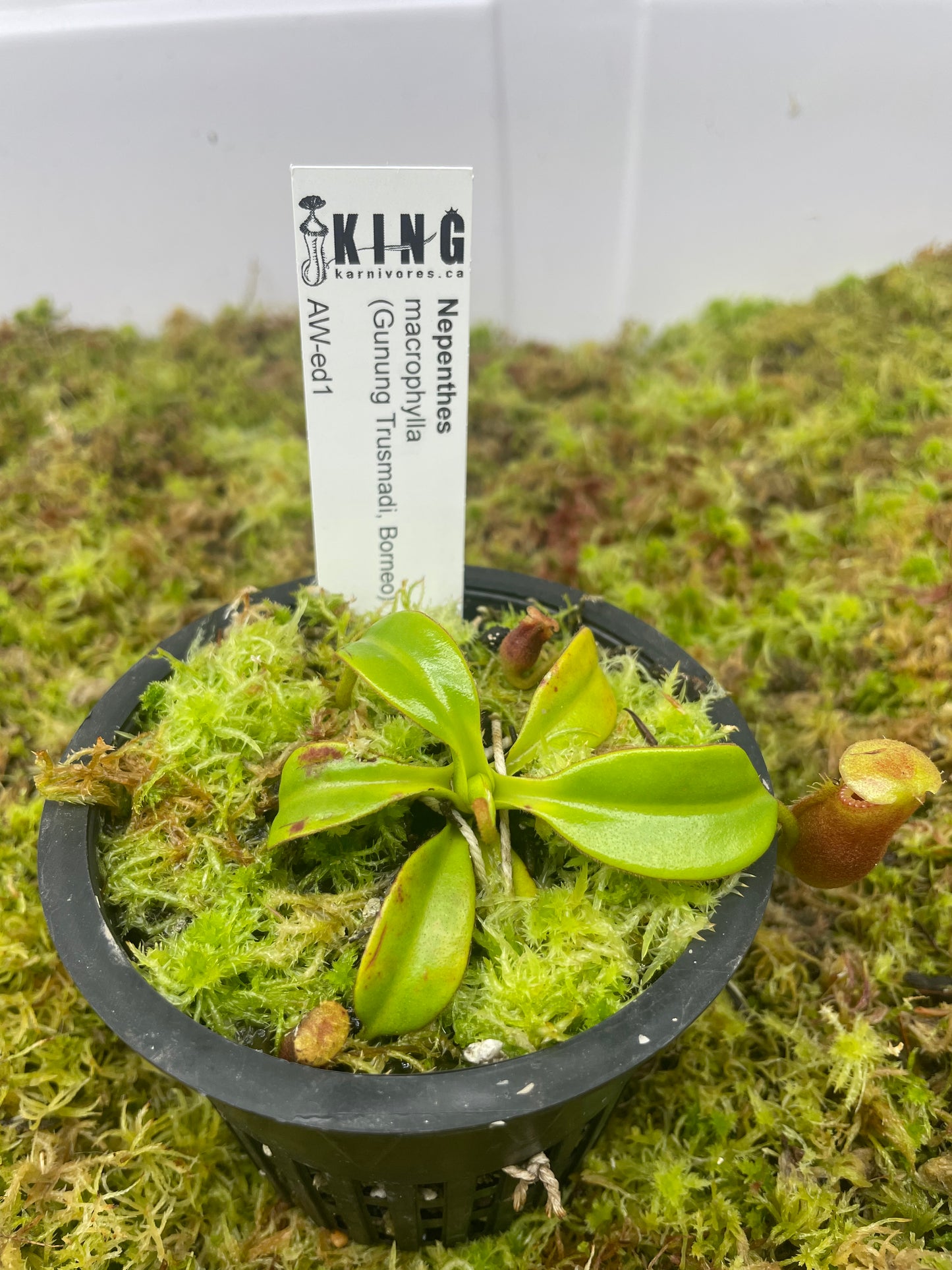 Nepenthes macrophylla (Gunung Trusmadi, Borneo)
