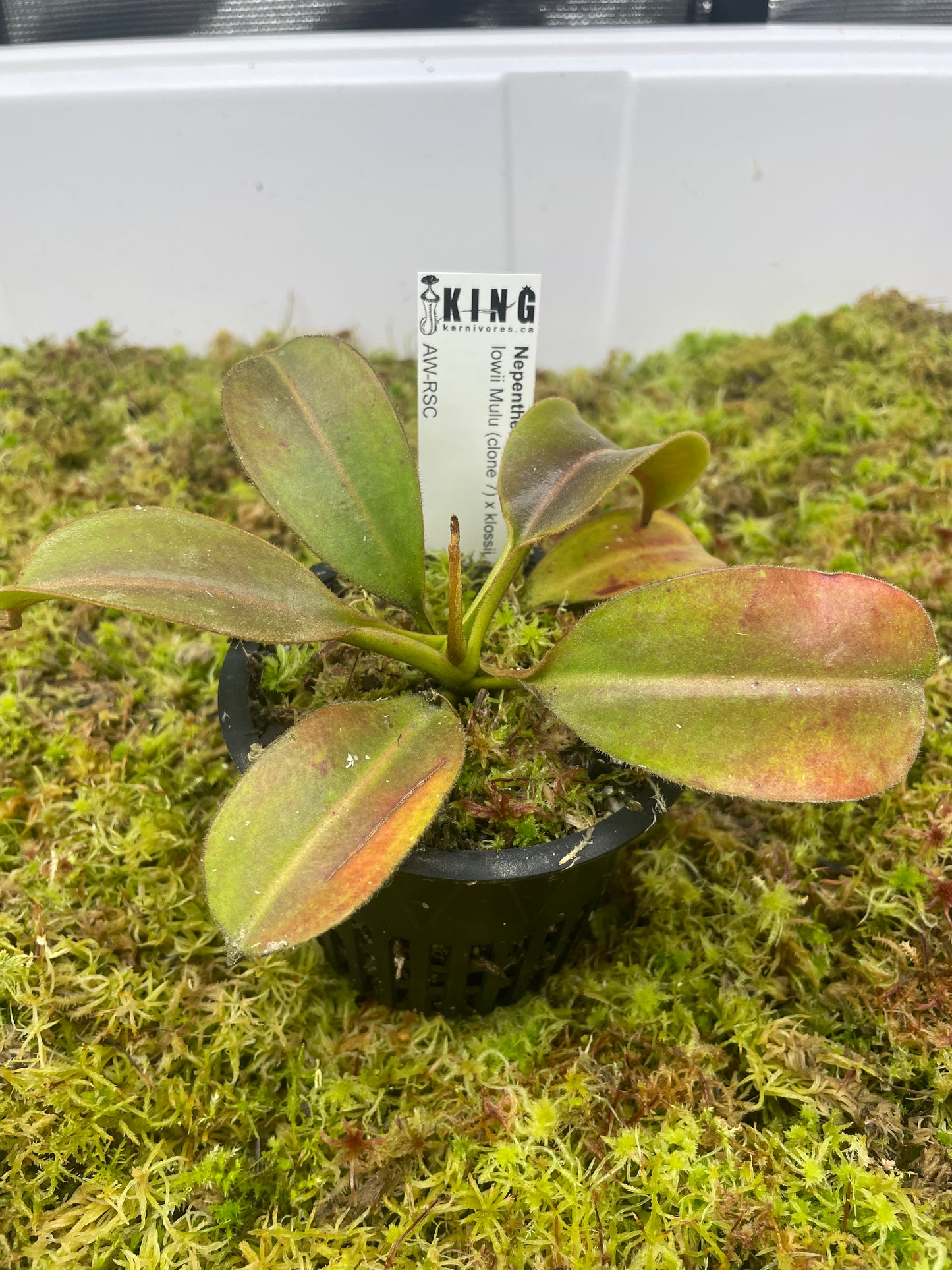 Nepenthes lowii Mulu (clone 7) x klossii