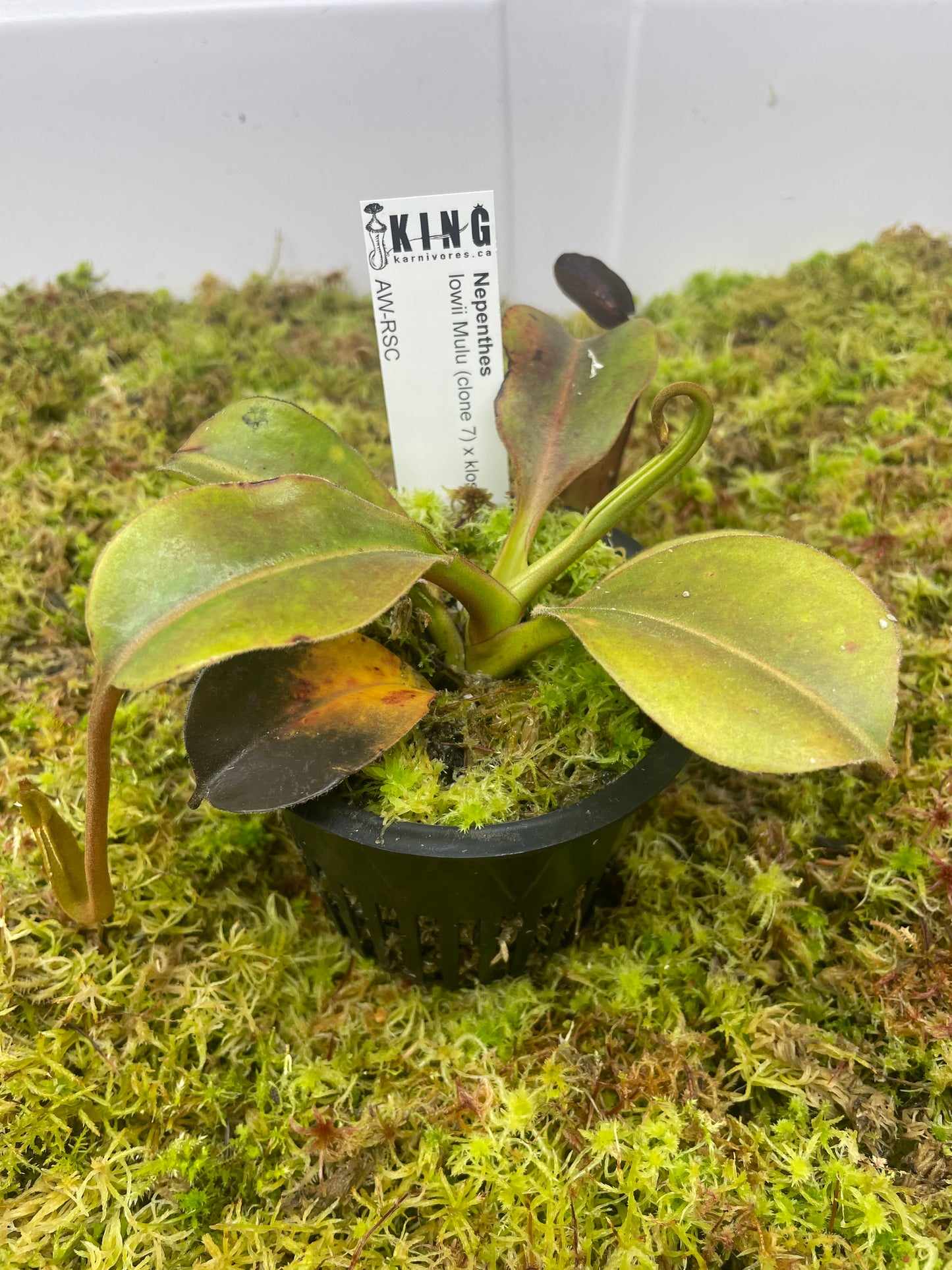 Nepenthes lowii Mulu (clone 7) x klossii