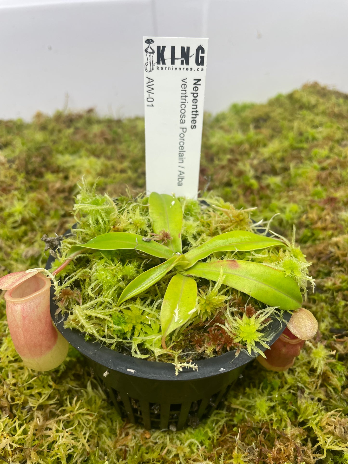 Nepenthes ventricosa "Porcelain" / "Alba"