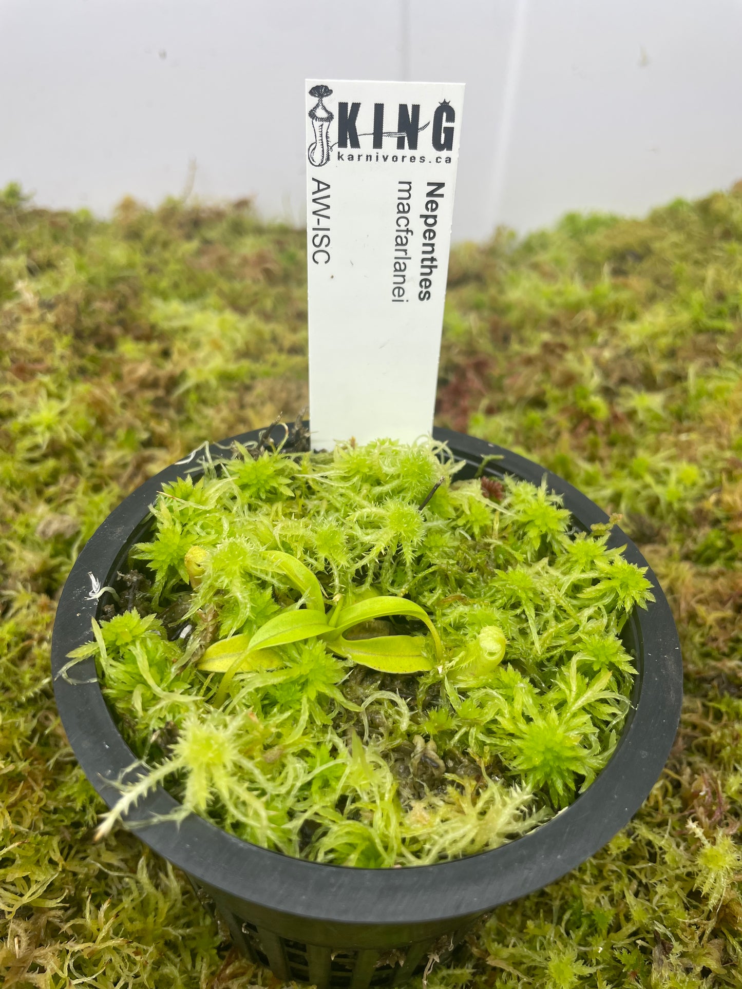 Nepenthes macfarlanei