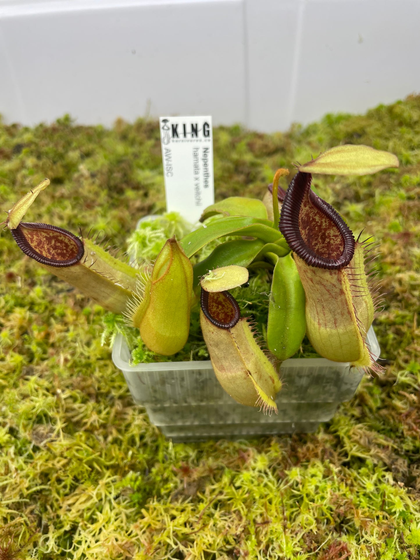 Nepenthes hamata x veitchii