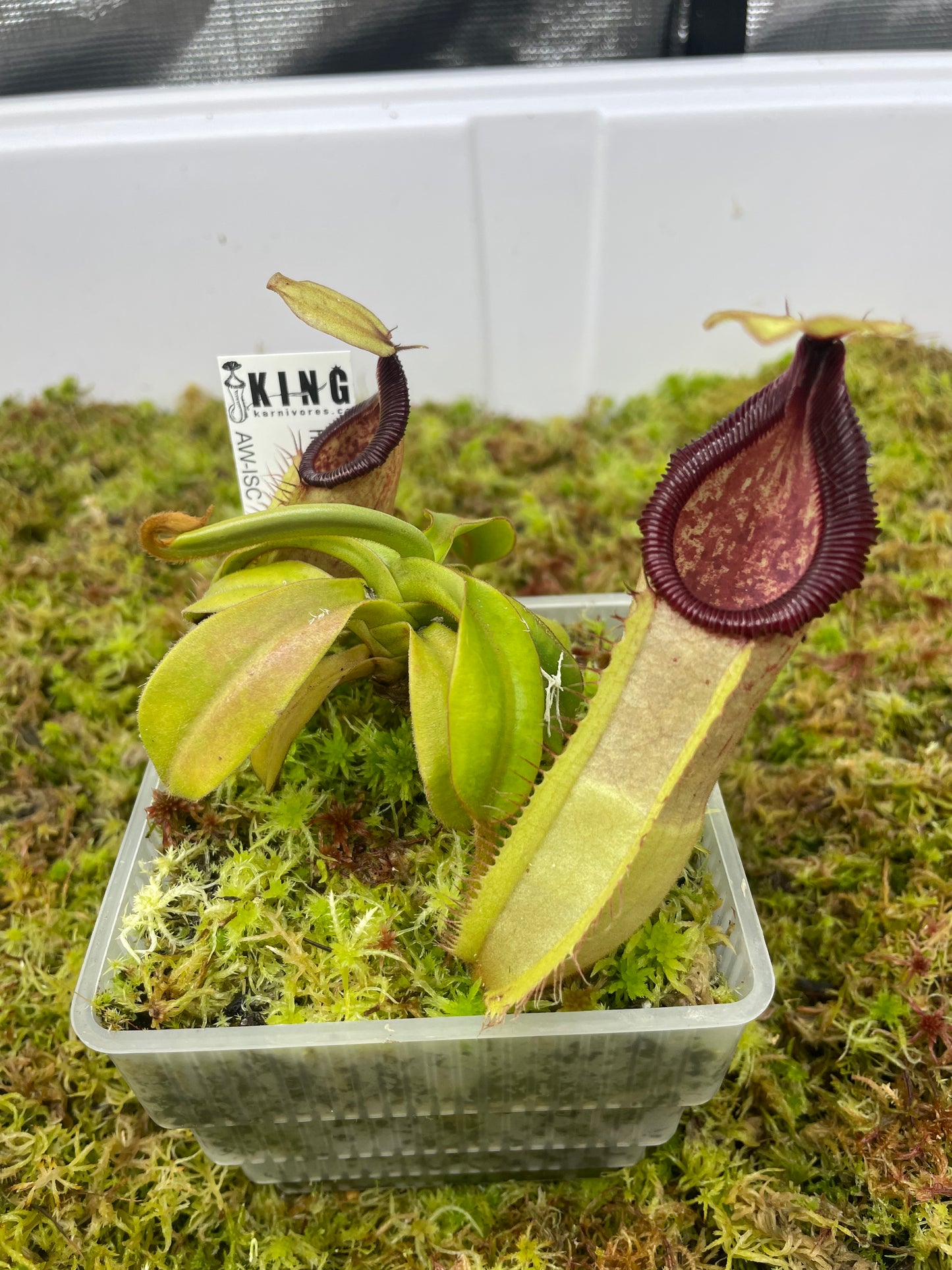 Nepenthes hamata x veitchii