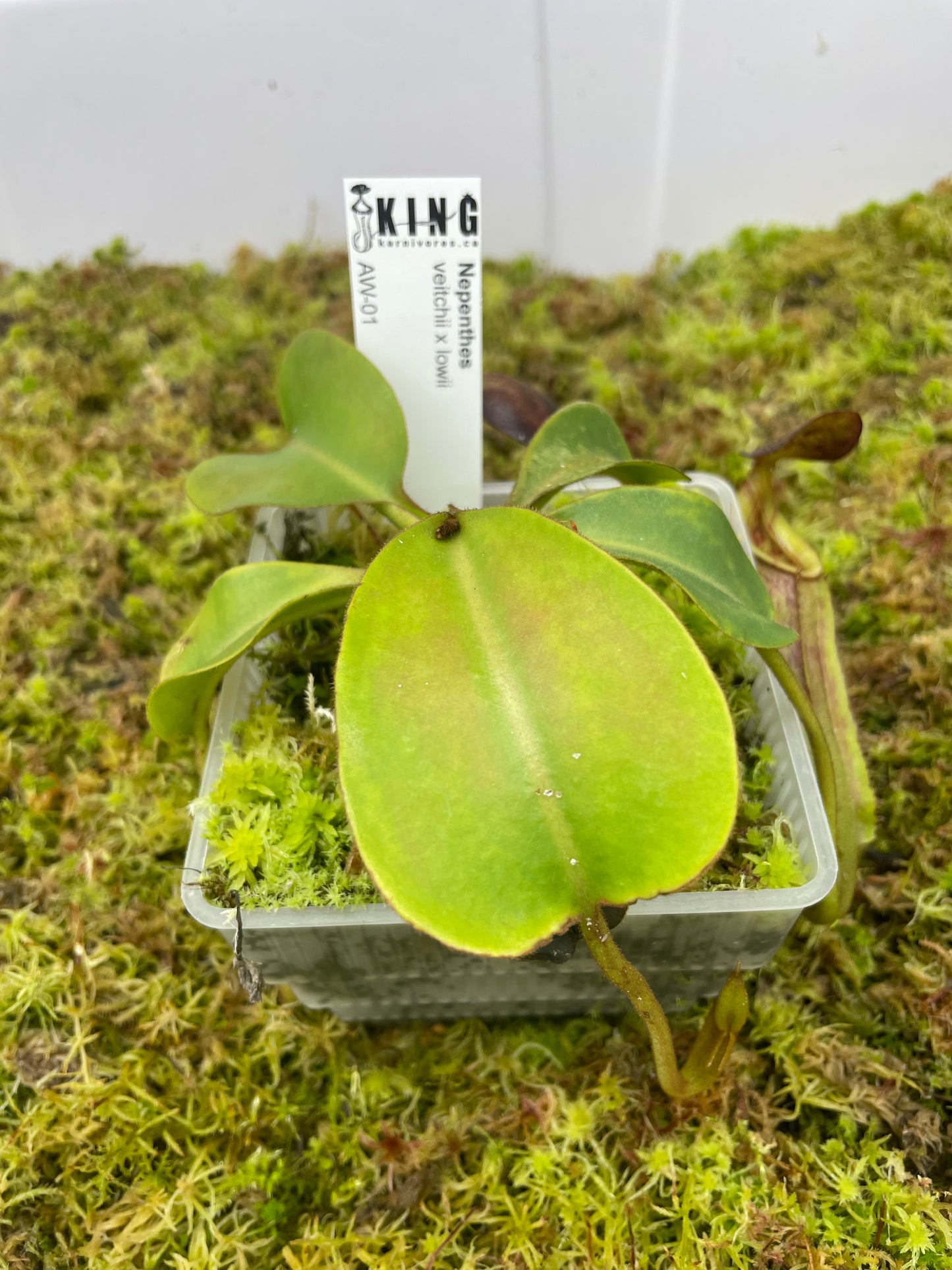 Nepenthes veitchii x lowii
