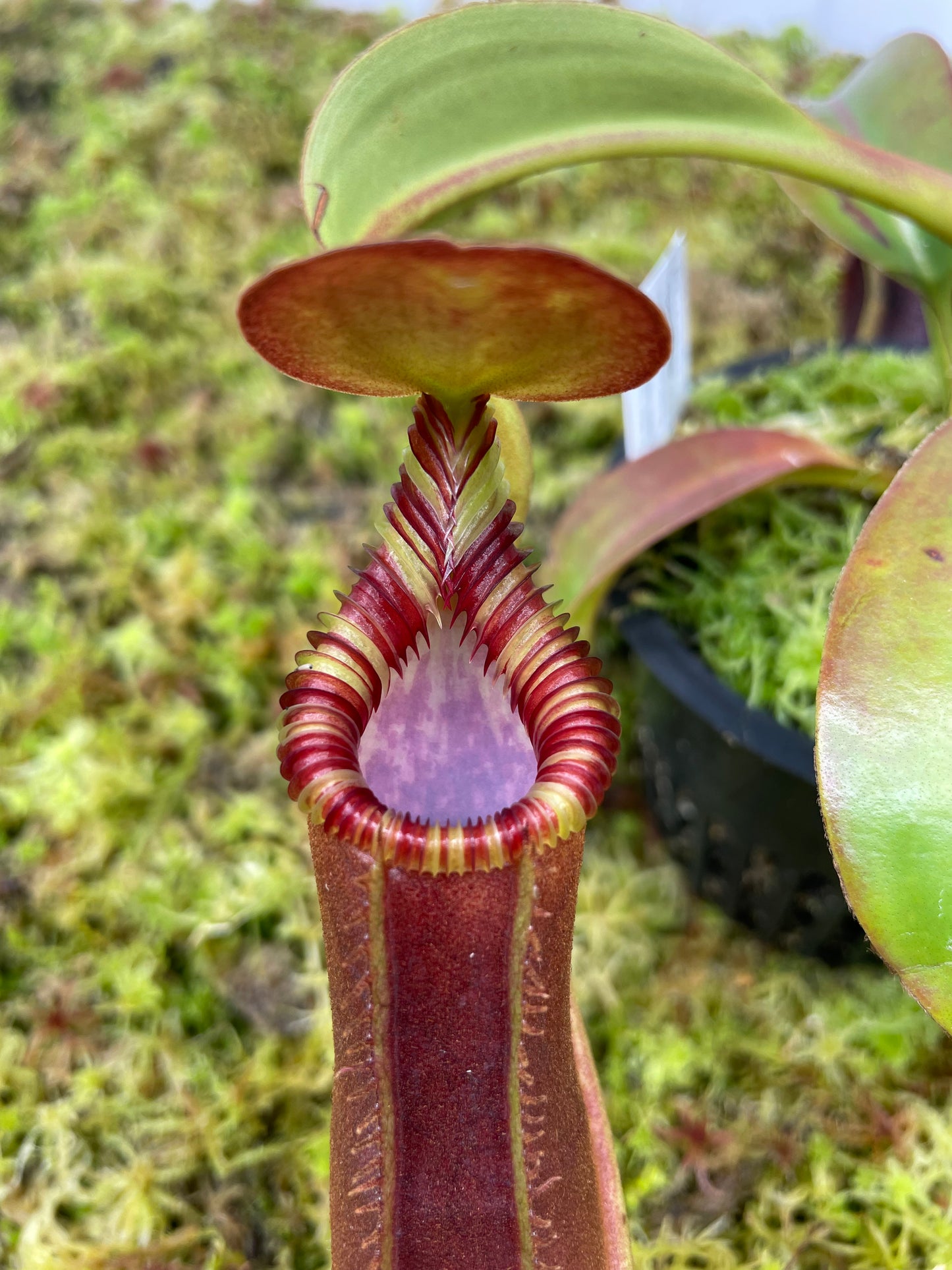Nepenthes lowii x edwardsiana