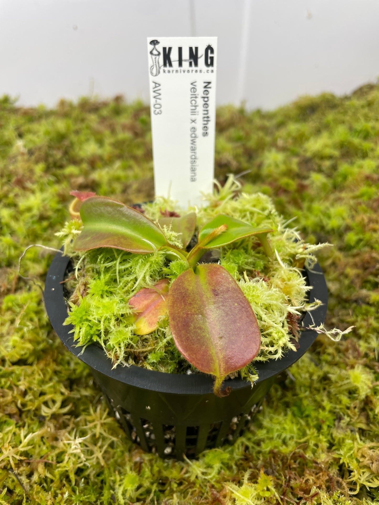 Nepenthes veitchii x edwardsiana