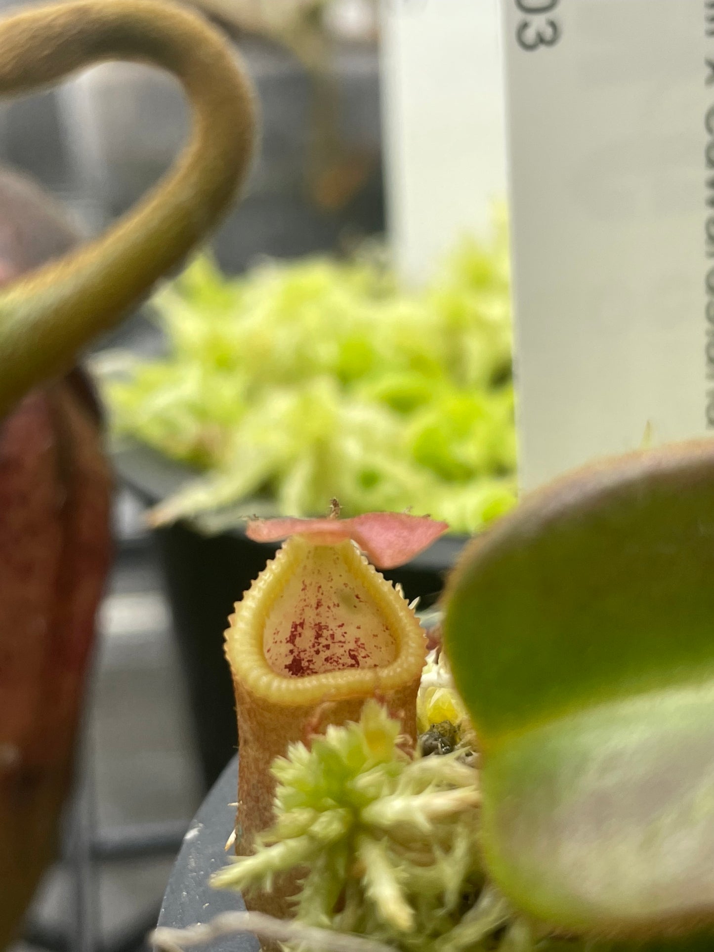 Nepenthes veitchii x edwardsiana