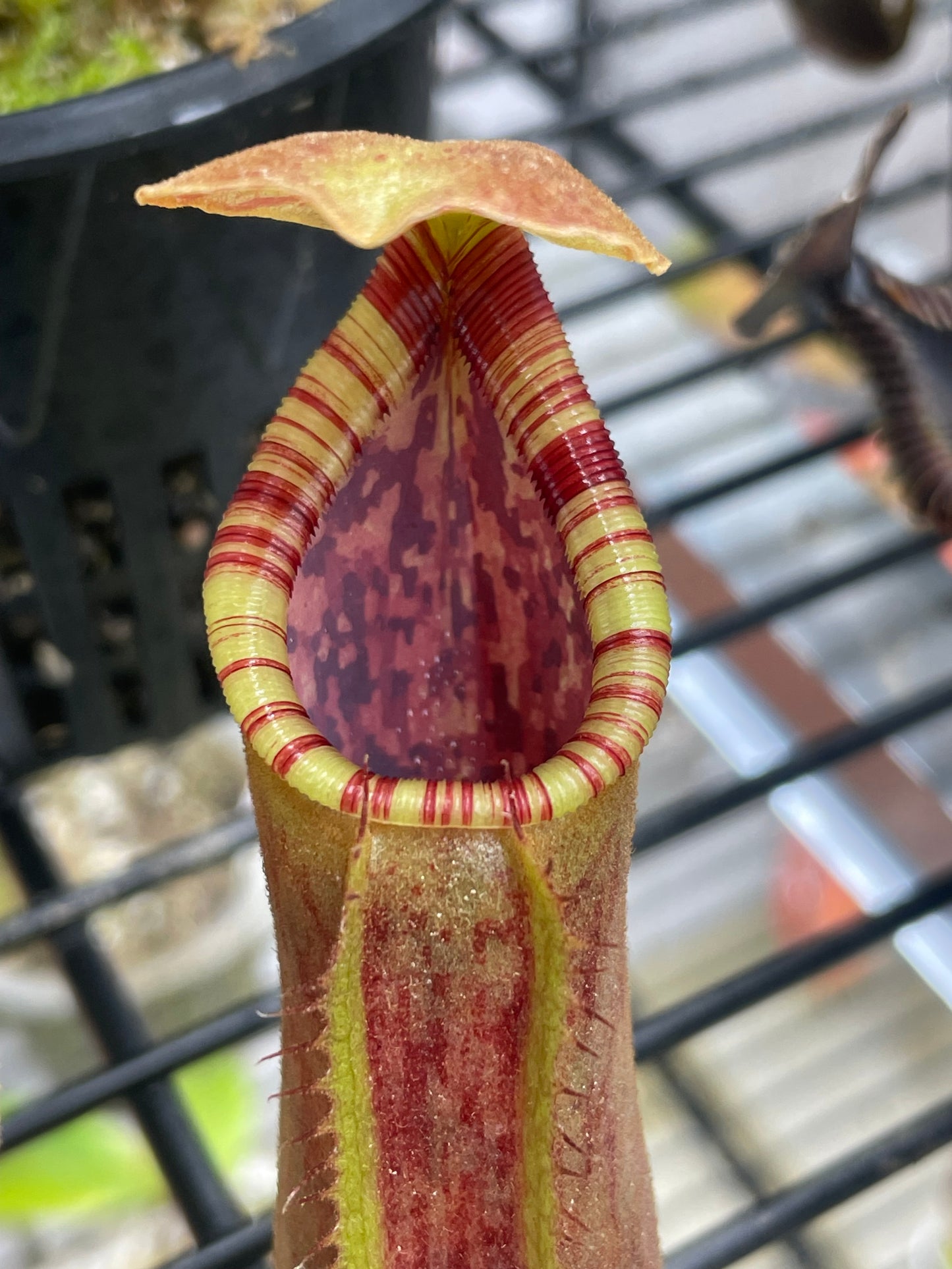 Nepenthes lowii x tenuis