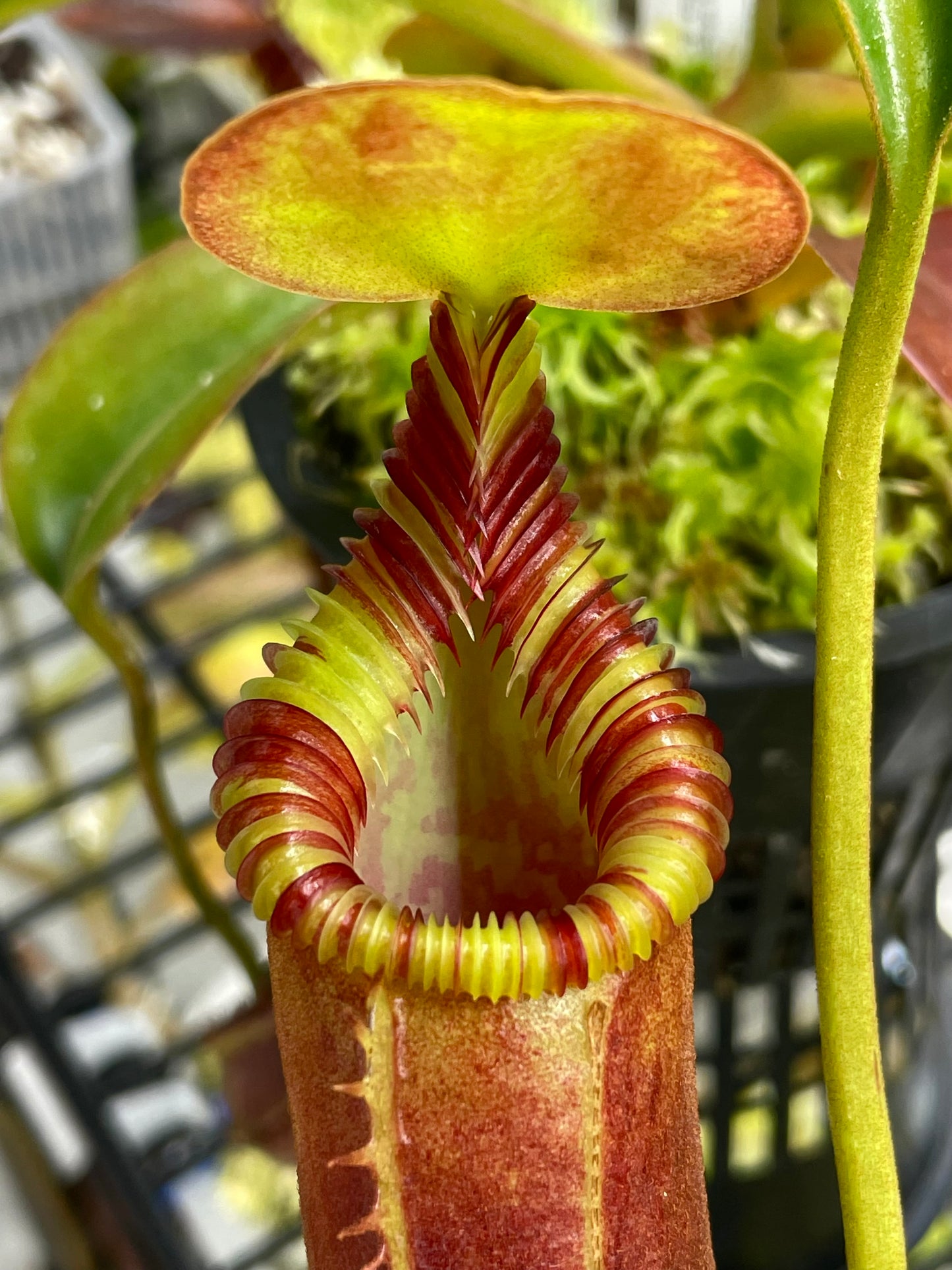 Nepenthes lowii x edwardsiana