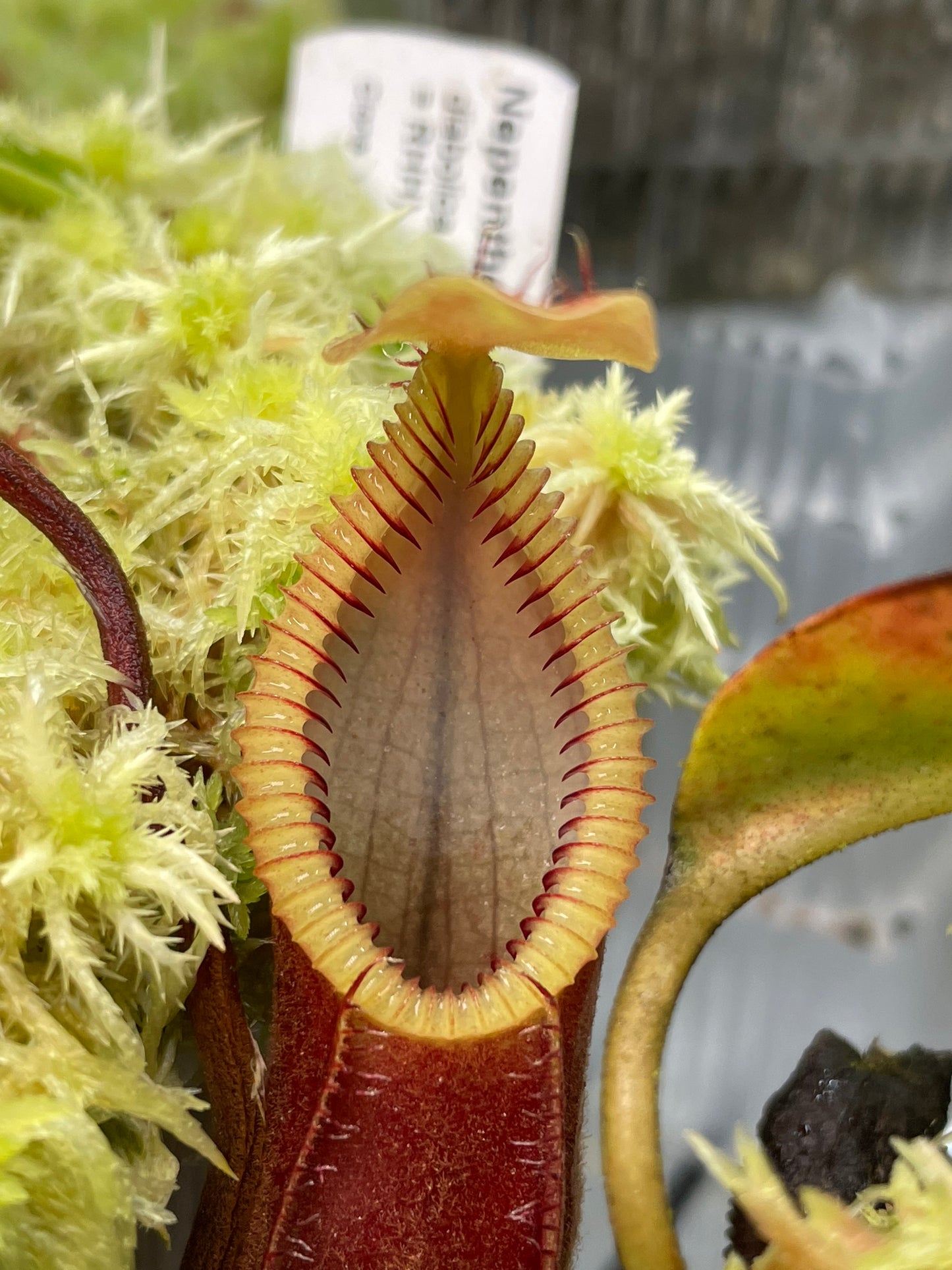 Nepenthes diabolica
