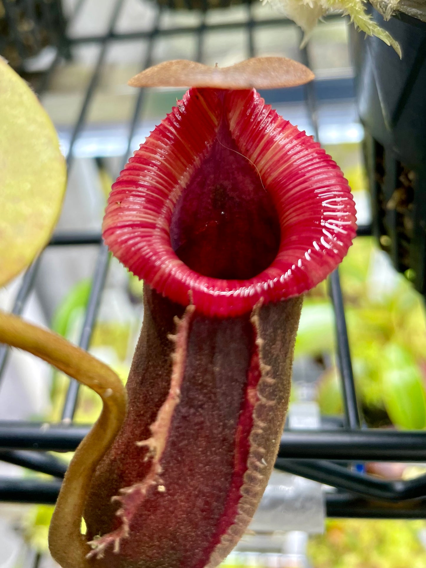 Nepenthes Trusmadiensis x Redonkulas