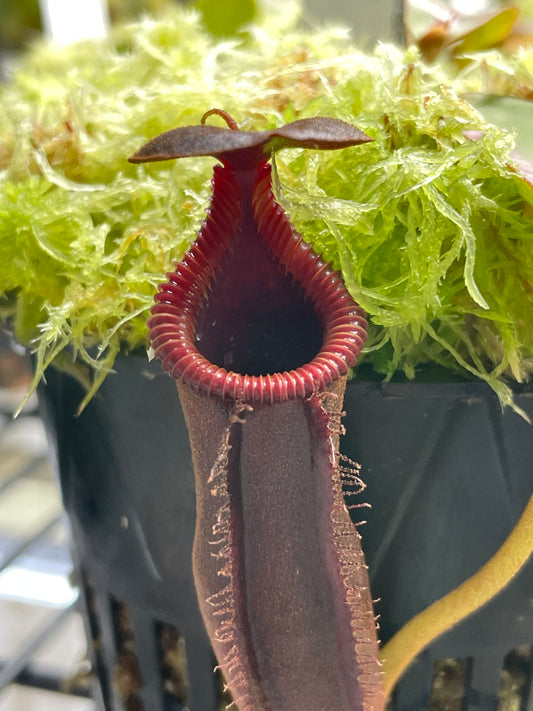 Nepenthes Trusmadiensis x edwardsiana (x Kraken)