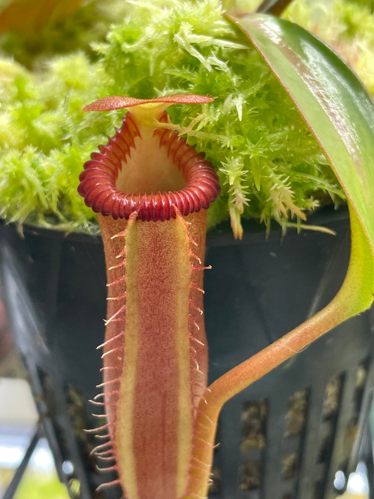 Nepenthes Trusmadiensis x edwardsiana (x Kraken)