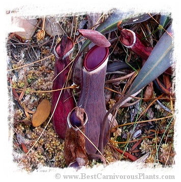 Nepenthes albomarginata {red plants, red traps, G. Jerai, Kedah, Malaysia} / 1 plant, size 5-10 cm