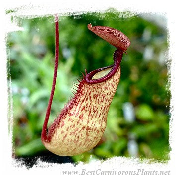 Nepenthes argentii x armin {Sibuyan, Philippines} / 1 plant, size 5-9 cm