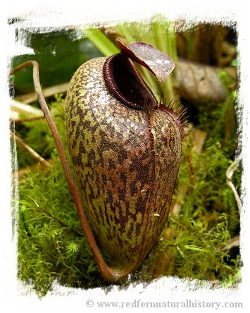 Nepenthes aristolochioides / 1 plant, size 2-5 cm *BCP Import*