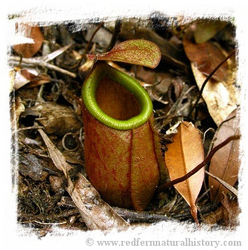 Nepenthes bellii {Mindanao, Philippines} / 1+ plants, size 3-6 cm *BCP Import* *Bonus Eligible*