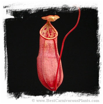 Nepenthes benstonei {Bukit Bakar, Kelantan, Malaysia} / 1+ plant, size 5-12 cm *BCP Import* *Bonus Eligible*