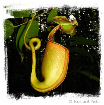 Nepenthes bicalcarata / 1+ plant, size 5-8 cm