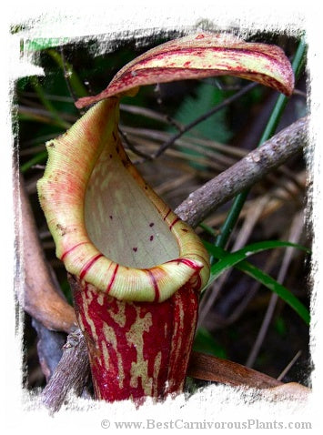 Nepenthes boschiana {Gunung Sakumbang, Meratus Mts., Kalimantan, Indonesia} / 1 plant, size 5-15 cm *BCP Import*