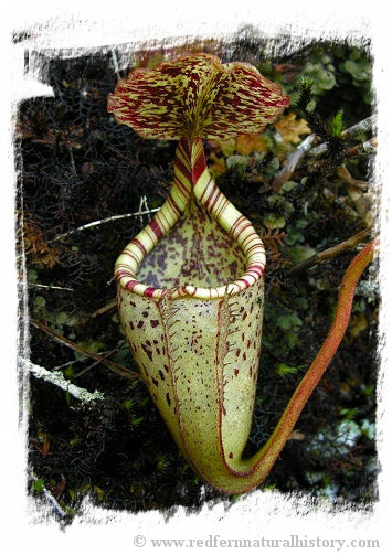 Nepenthes burbidgeae {seedgrown individuals, Kinabalu area, Sabah, Malaysia} / 1 plant, size 4-8 cm *BCP Import*