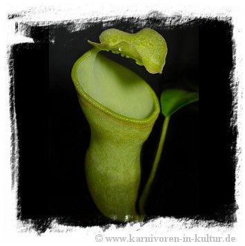 Nepenthes campanulata / 1+ plant, size 2-6 cm