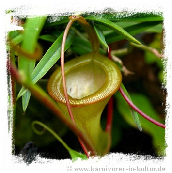 Nepenthes dubia {maybe natural hybrid?} / 1+ plant, size 3-6 cm