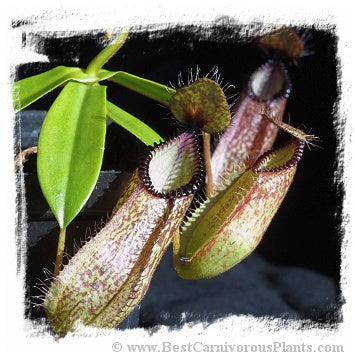 Nepenthes hamata {clone 4, Gunung Tambusisi, Morowali NR, central Sulawesi, Indonesia} / 1 plant, size 3-6 cm