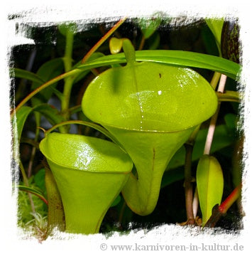 Nepenthes inermis {seedgrown individuals, Gunung Gadut, Sumatra} / 1 plant, size 4-10 cm