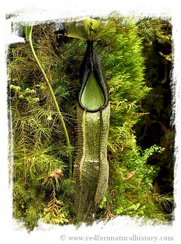 Nepenthes izumiae {near Mt. Merapi, Sumatra, Indonesia} / 1+ plants, size 4-8 cm *BCP Import*