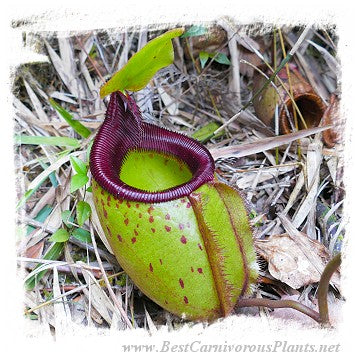 Nepenthes leonardoi {different clones, Mt. Shumkat, Palawan, Philippines} / 1+ plant, size 3-8 cm *BCP Import*