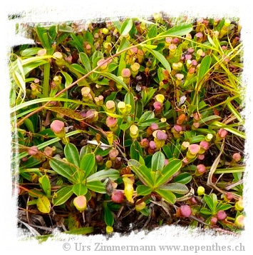 Nepenthes pervillei {seedgrown, Seychelles} / 1 plant, size 4-6 cm *BCP Import*