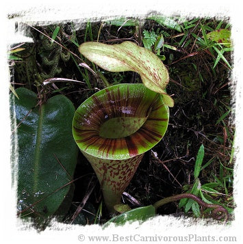 Nepenthes platychila / 1 plant, size 1-5 cm *BCP Import*
